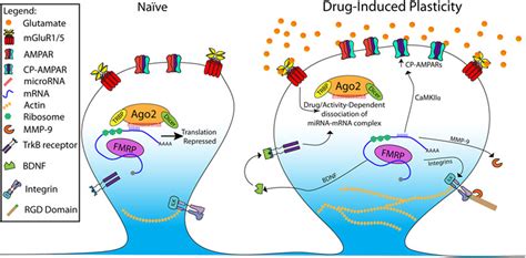 Micrornas Regulate Synaptic Plasticity Underlying Drug Addiction Smith 2018 Genes Brain