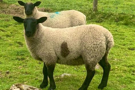 7 Suffolk Cross Breeding Ewes Lambs Sellmylivestock The Online