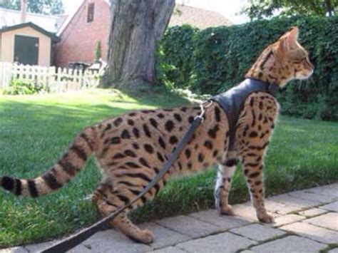 33 Big Exotic House Cats Ideas In 2022 Browsyouroom