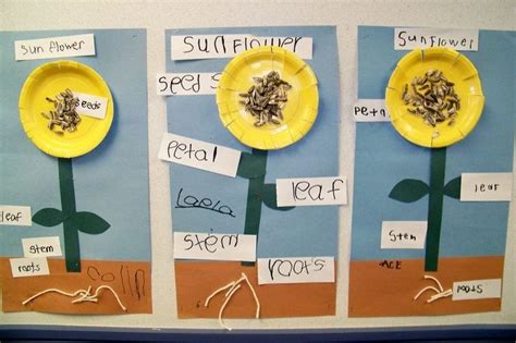 Science Botany Pinterest Sunflowers Plants And Flower Parts Of
