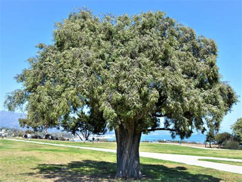 Peppermint Tree Santa Barbara Beautiful