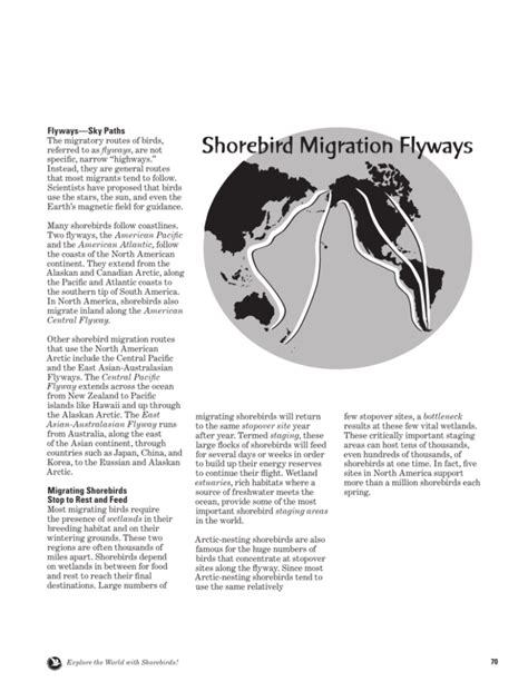 Shorebird Migration Flyways Migration Science And Mystery