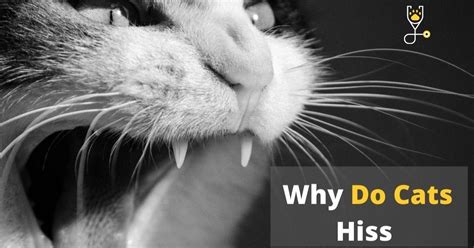 Why Do Cats Hiss For No Reason Veterinary Articles