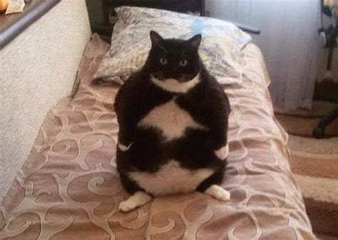 The 50 Absolute Fattest Cats I Could Find For You