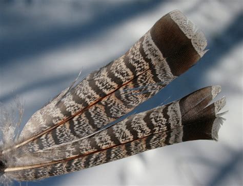 Ruffed Grouse Tail Feathers Themarvelousinnature