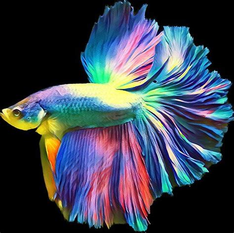 Betta Fish Types Betta Fish Tank Fish Tanks Betta Aquarium Pretty