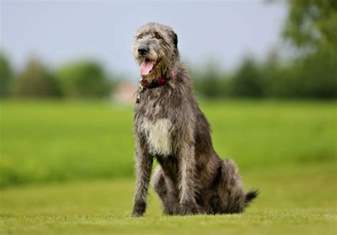 Irish Wolfhound Dog Breed Characteristic Daily And Care Facts