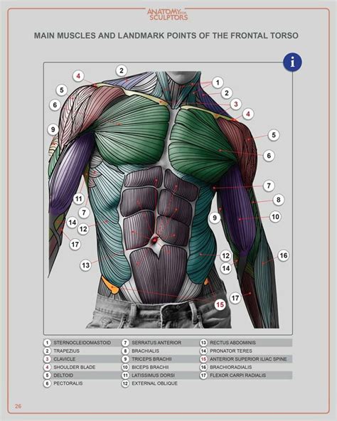 Artstation Male Frontal Torso Main Muscles And Landmark Points