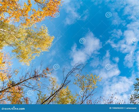 Golden Yellow Trees In A Public Park In The Fall With A Blue Sky Stock
