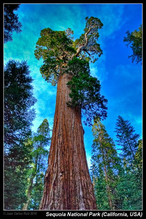 General Grant Giant Sequoia Sequoia National Park Cal Flickr