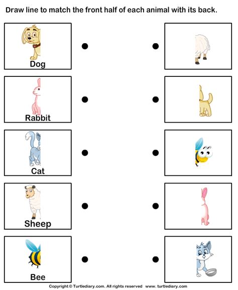 All worksheets only my followed users only my favourite worksheets only my own worksheets. Parts of Animal Body Worksheet - Turtle Diary
