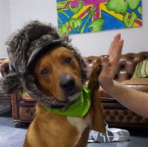 Why Are Dogs Afraid Of Hats