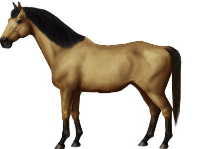 horse breeds thoroughbred horse world