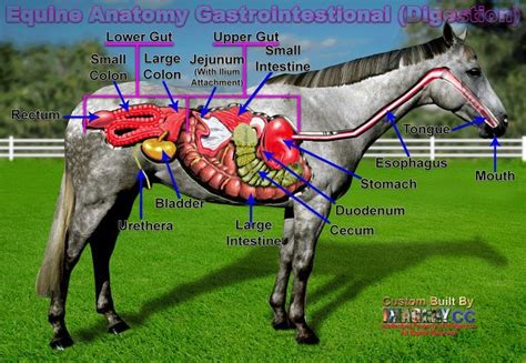 Equine Digestive System Click For Much Larger View Horses Horse