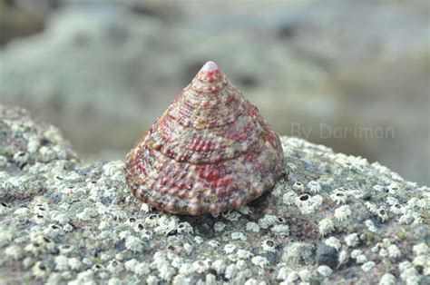 Photos Red Sea Shells Menganti Kebumen ~ Landscape Now