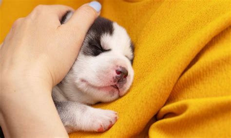 How Much Sleep Do Puppies Need Bechewy
