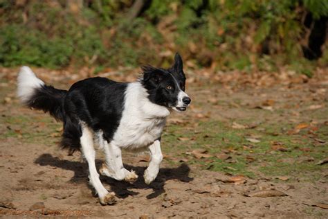 Dog Black And White Border Collie Running Photo Wp17573