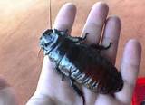 Pictures of How Big Is A Cockroach