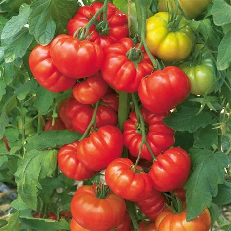 We did not find results for: 10 Tips That Will Yield a Lot of Tomatoes (50-80 Pounds ...