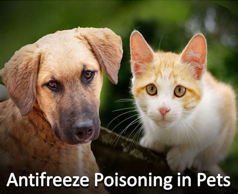 Antifreeze (ethylene glycol) is deadly to cats causing acute kidney failure. Antifreeze Poisoning in Pets | Pets, Animals, Dog mom
