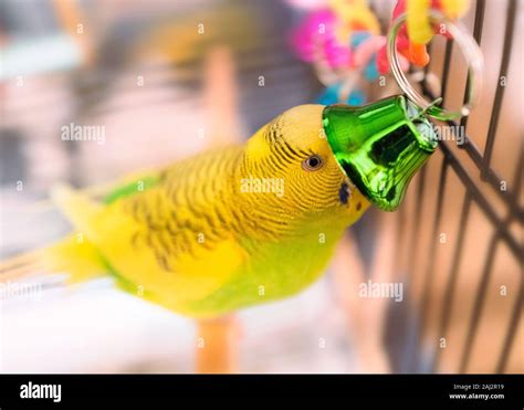 Cute Green And Yellow Budgerigar Parakeet Playing With A Green Bell