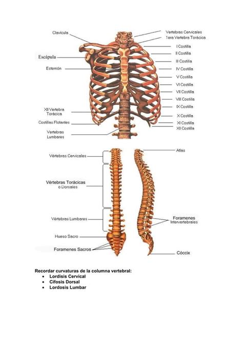 Guia De Estudio Introducción Anatomia Y Osteología