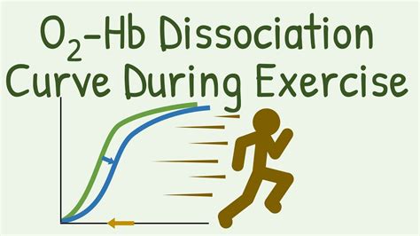 Oxygen Hemoglobin Dissociation Curve During Exercise