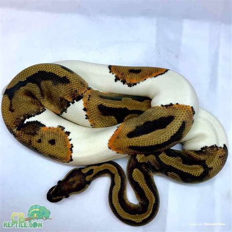 He maybe about two feet. ball pythons for sale online | Pythons for sale, Ball ...
