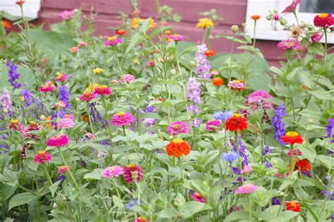 Perennials make a great foundation for a cut flower garden. The Cutting Garden | Just Two Farm Kids