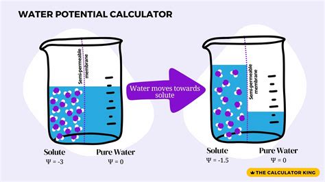 Water Potential Calculator With Formula Examples And Diagrams