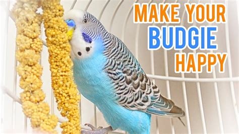 Budgie Parakeet Care Guide Basic Info Housepetscare Com