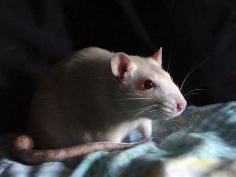 Fancy Rat Breeds The Rat Place