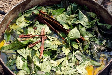 What is Ayahuasca? Psychedelic medicine involved in Brit stabbing death ...