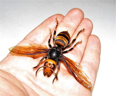 Real Japanese Vespa Mandarina Japonica Queen Wasp Mounted