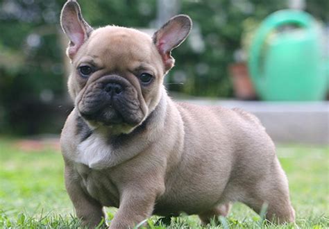 Training a dog is critical regardless of breed. 7 French bulldog training tips you need to know