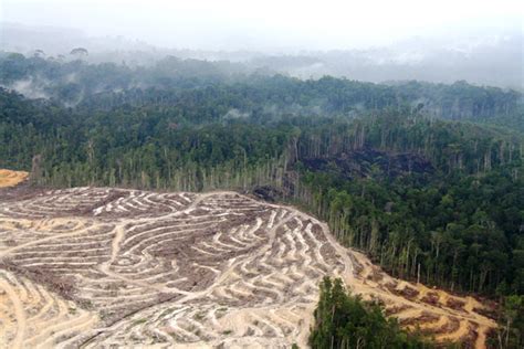 Paling Keren 30 Foto Pemandangan Hutan Kalimantan Romi Gambar