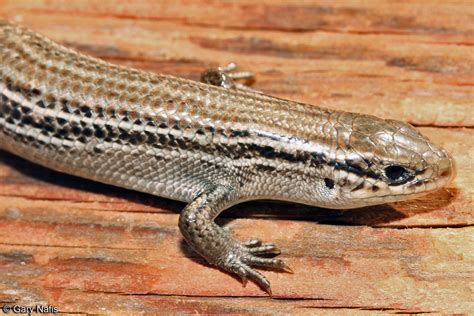 Northern Prairie Skink Plestiodon Septentrionalis Septentrionalis