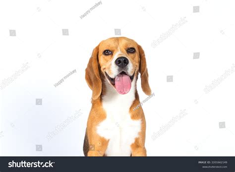 Dog Big Ears Smiling On White Stock Photo 2201662149 Shutterstock