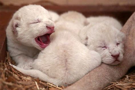 Extremely Rare White Lion Triplets Born In Poland Picture