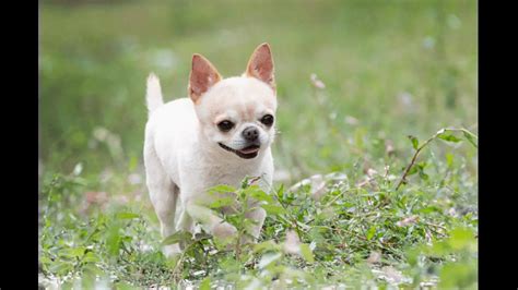 Chihuahua Dog Breed Info Guide And Care