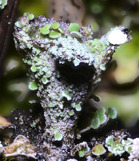 Pebbled Pixie Cup Cladonia Pyxidata Don Loarie Flickr