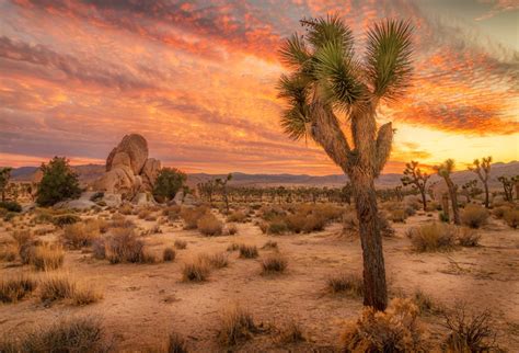 Scenery Photography Backdrops Desert In Sunset Landscape Background Sale