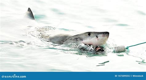 Great White Shark Chasing A Meat Lure And Breaching Sea Surface Stock