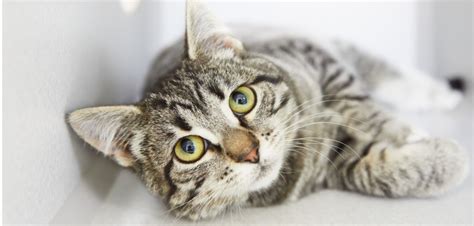 8 Things You Didnt Know About The Grey Tabby Cat