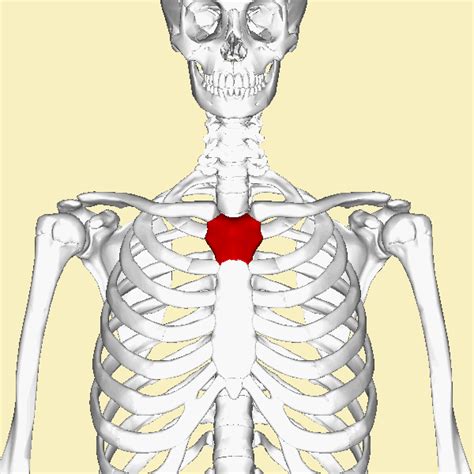 Xiphoid Process Pain Lump And Removal