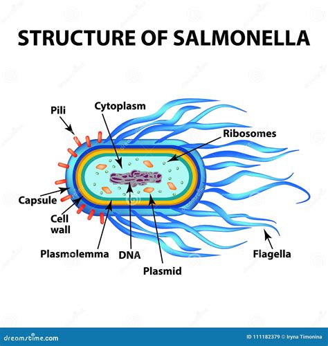 The Structure Of The Bacteria Salmonella Infographics Vector