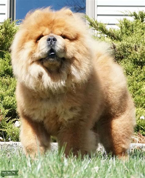 55 Chow Chow Breed Dogs Image Bleumoonproductions
