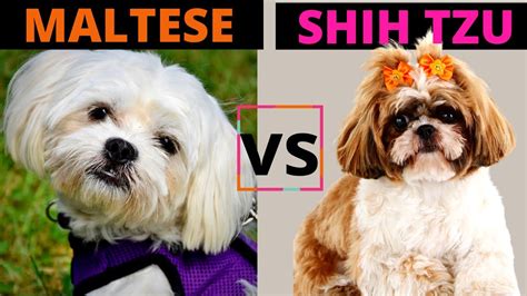 Maltese Vs Shih Tzu Which One Should You Choose Breed Comparison