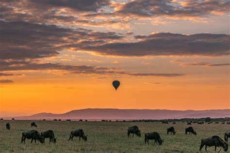 Hot Air Balloon Wildebeest View At The Magical Kenya Maasai Mara