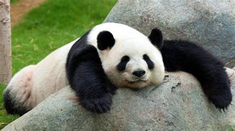 La Historia Del Oso Panda Que Engendró 130 Hijos Y Salvó A Su Especie
